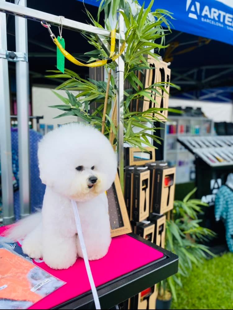 An image of a well groomed white poodle on a lead, sat on a pink table at a market selling grooming supplies